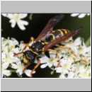 Polistes dominula - Haus-Feldwespe w19b.jpg